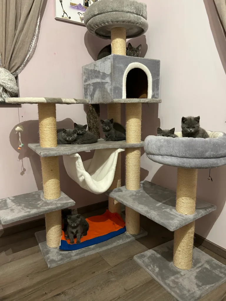 Nettetal – Sieben Katzenbabys und Mutter ausgesetzt
