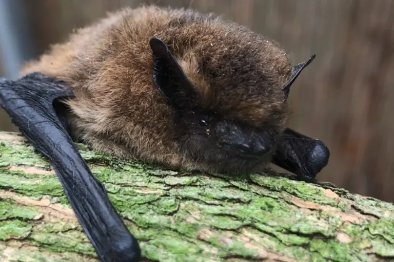 Lüneburg - Bundespolizistinnen retten "Batman"