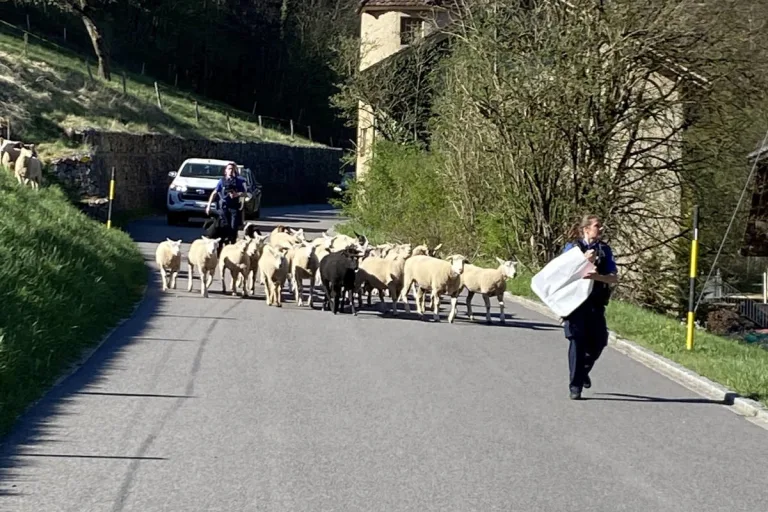 Seltisberg  – Tierischer Osterausflug beendet