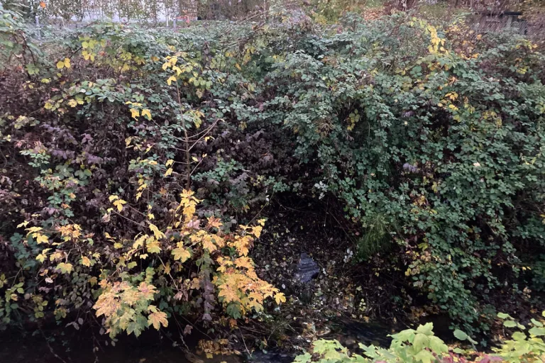 Tübach SG – Heizöl fliesst in Häftlibach