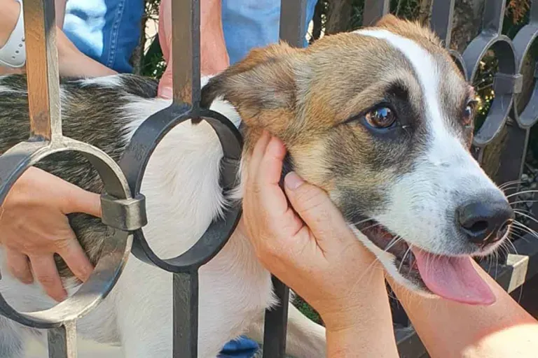 Bad Segeberg - Feuerwehr retten Hund aus misslichen Lage