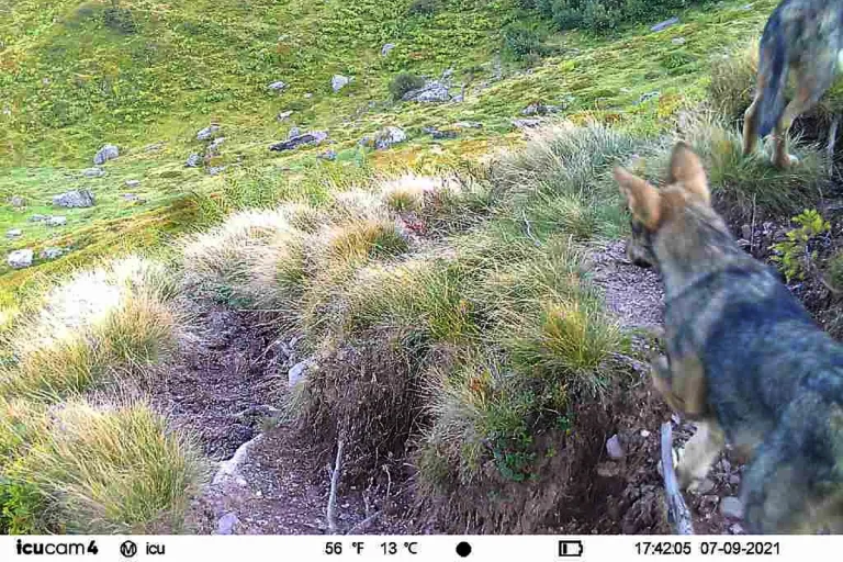 Wolfsnachwuchs im Kanton Glarus bestätigt