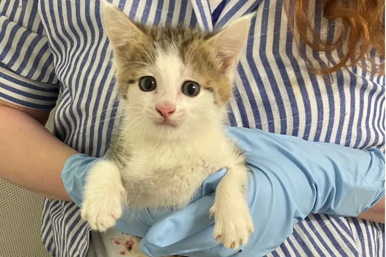 Tierischer Besuch in Lorsch HE – Katzenbaby sucht Polizei auf