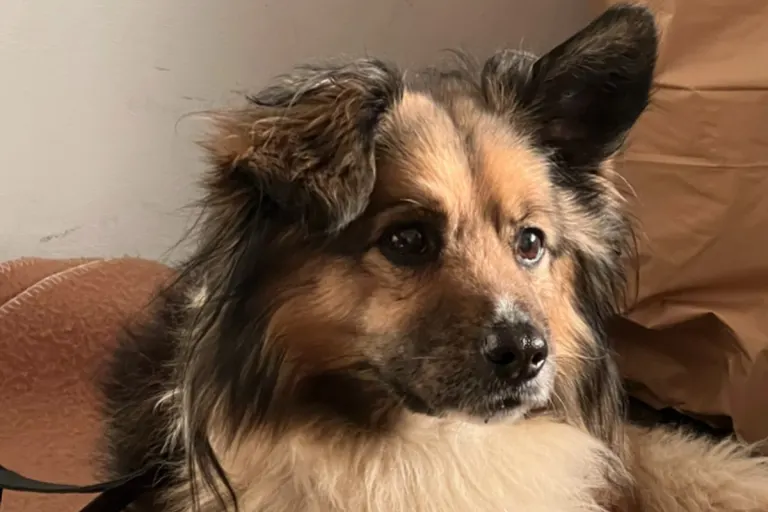 Erfurt - Besitzer gesucht - Wer kann helfen?