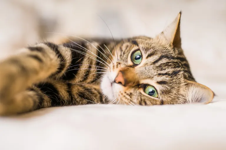 Dachwig TH – Katze alarmiert Nachbarn und rettet Halterin