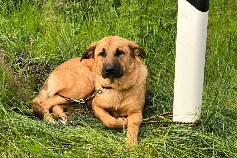 Ratzeburg - Hund ausgesetzt - Zeugen gesucht