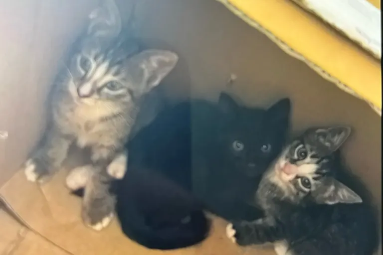 Bochum - Katzenbabys in die pralle Sonne ausgesetzt