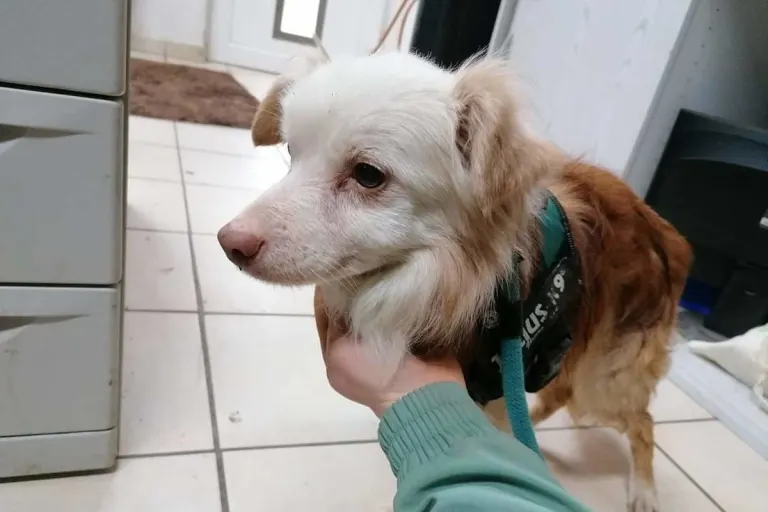 Kehl – Hund aus Rhein gerettet