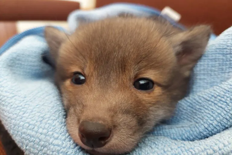 Salzgitter – Hundebesitzer findet Fuchswelpen