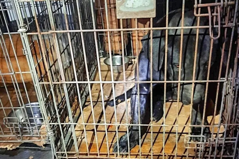 Bad Bentheim - Verwahrloste Hunde gerettet