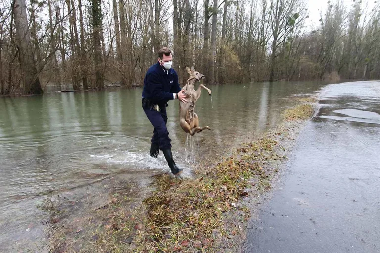 Germersheim - Zwei Rehe von Polizei gerettet