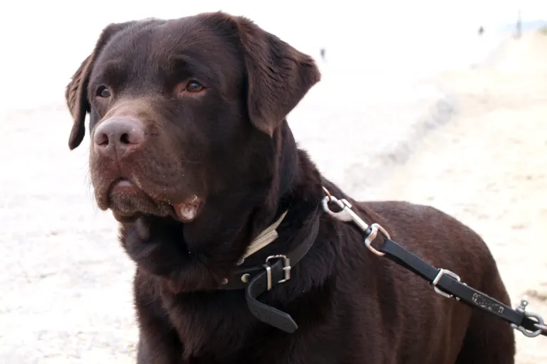 Reinach BL - Auto kollidiert mit Hund
