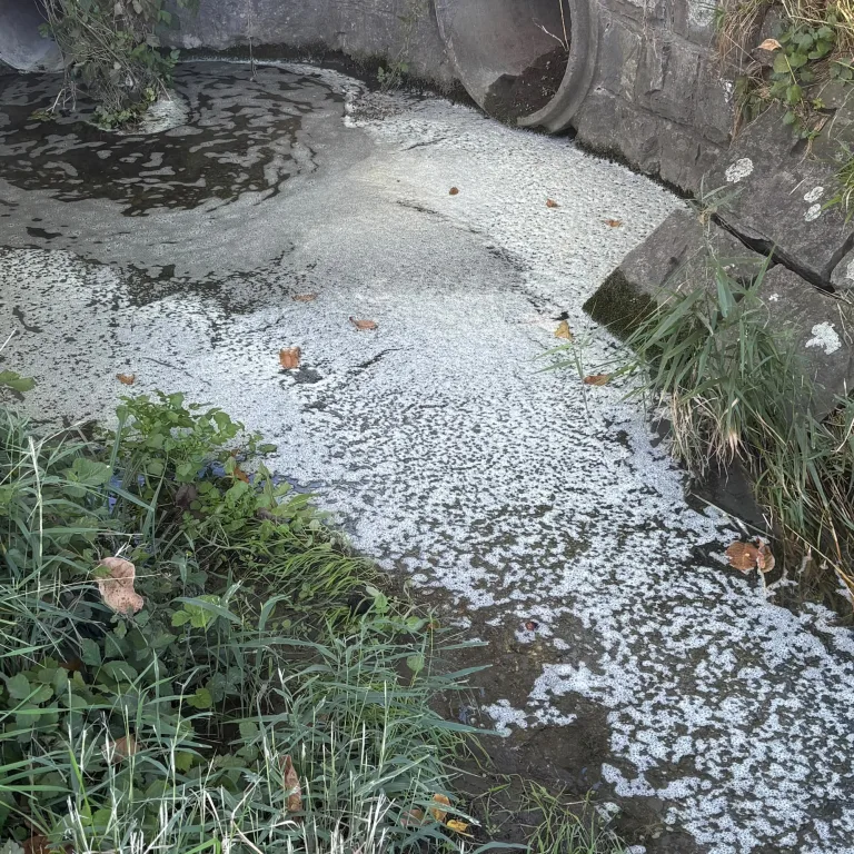 Marbach SG – Fischsterben nach Gewässerverschmutzung