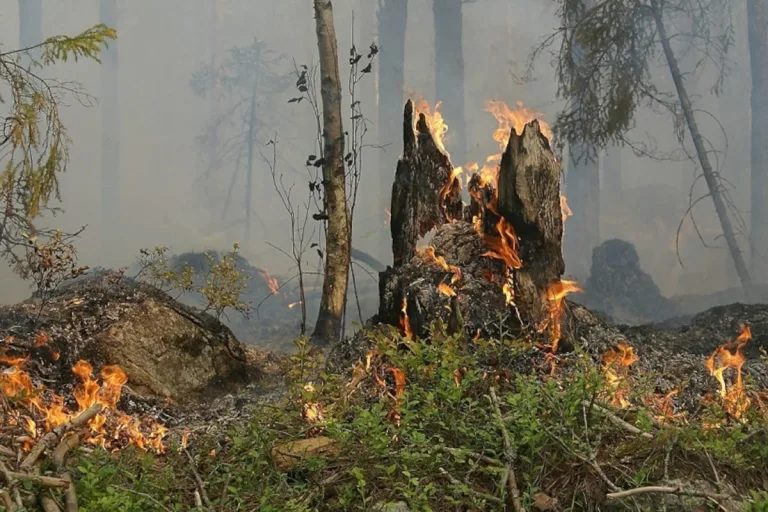 Kanton Freiburg – Akute Waldbrandgefahr wegen Niederschlagsmangel