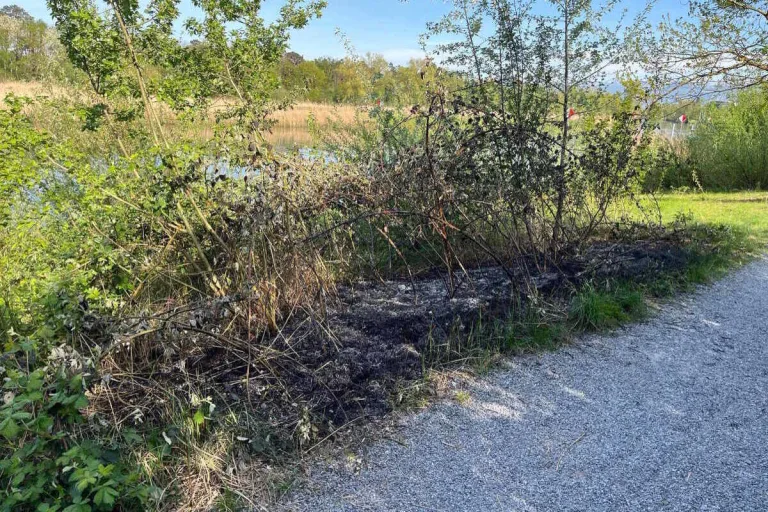 Altenrhein SG - Mehrere Büsche in Brand geraten 