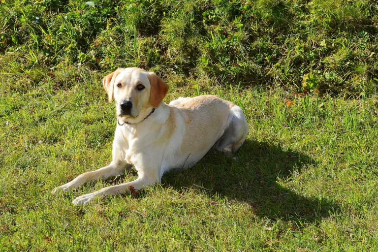 Kriens LU - Polizeihund Sina deckt Drogendealer auf