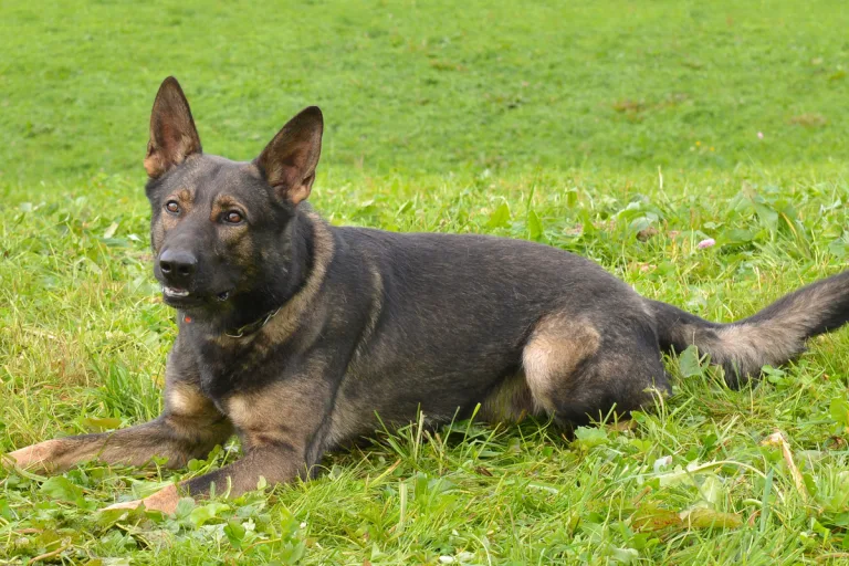 Stadt Luzern - Diensthund "Rusty" hilft zwei Diebe festzunehmen 