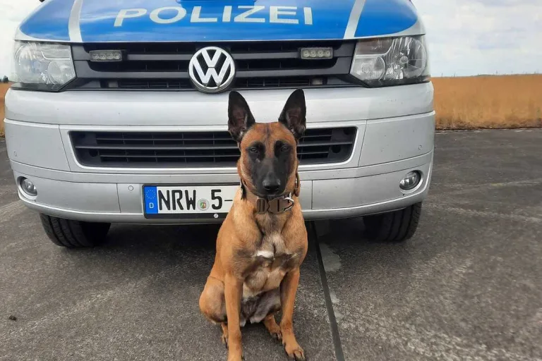 Dortmund-Deusen NW - Einbrecher mithilfe der Diensthündin Skadi gestellt 