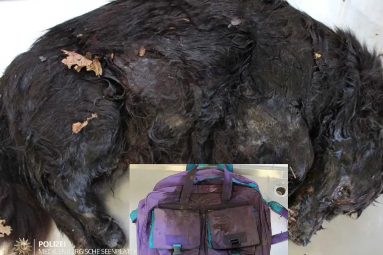 Neubrandenburg - Grausiger Fund - Toter Hund in Tasche entdeckt 