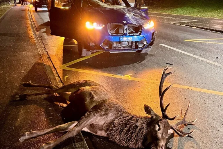 Wildunfall in Nendeln FL – Zwei Autos kollidieren mit Hirsch