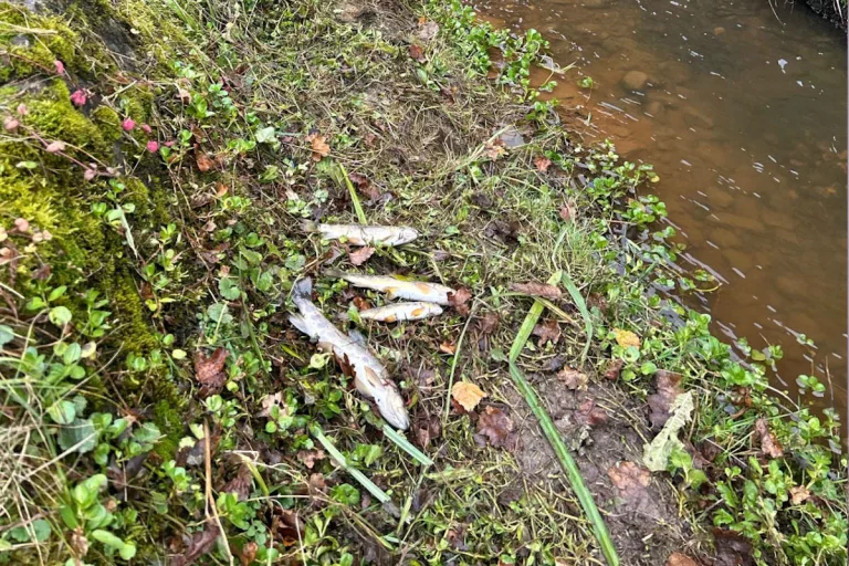 Einsiedeln SZ – Verschmutzung durch Gülle führt zu Fischsterben in Bach
