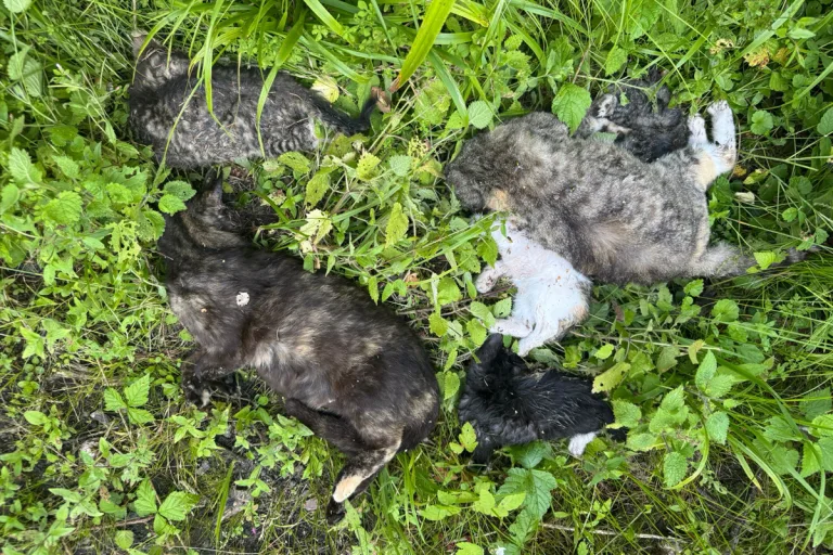 Velgast MV – Polizei ermittelt nach Fund toter Katzen und bittet um Hinweise