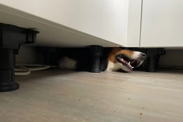 Dortmund - Australian Shepherd unter Küche eingeklemmt