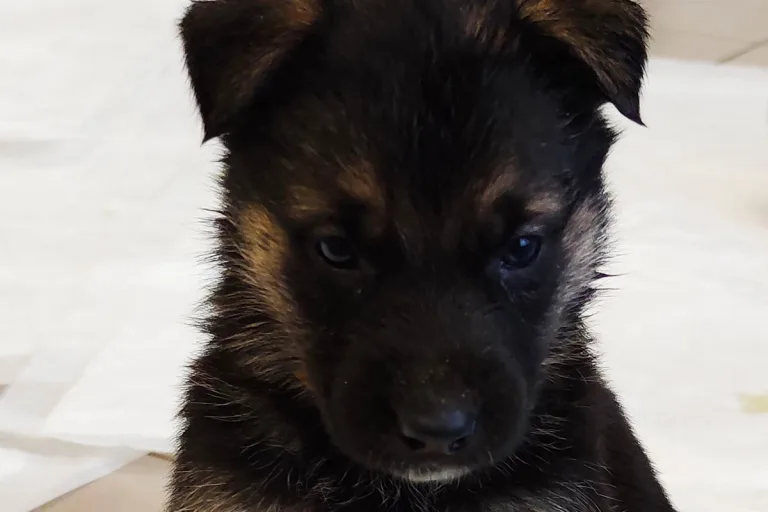 Hamm - Hundewelpen und verwahrloste Elterntiere gerettet