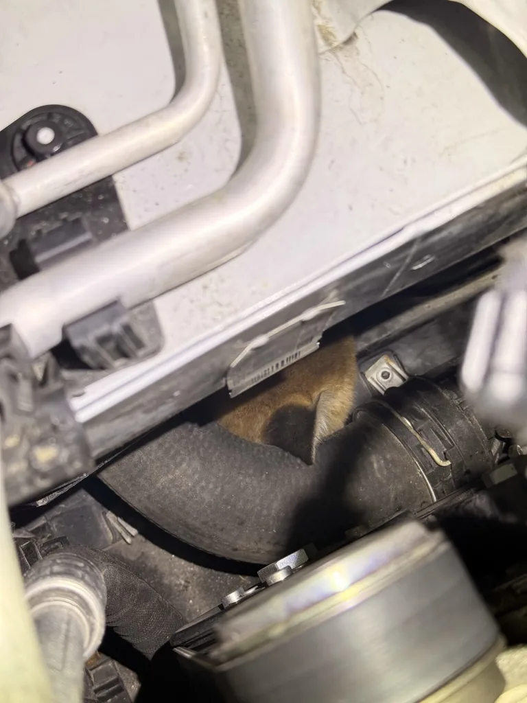 Winterthur ZH – Füchse verstecken sich im Motorraum