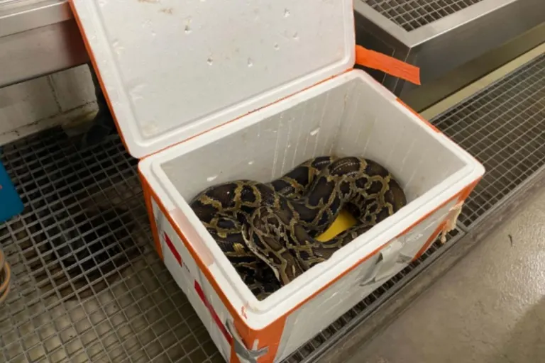 Verkehrskontrolle in Zug -2,5 Meter langer Tigerpython im Auto mitgeführt 