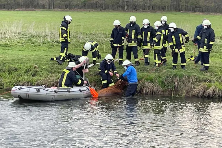 Goch - Feuerwehr rettet Mutterkuh - Jungtier tot 