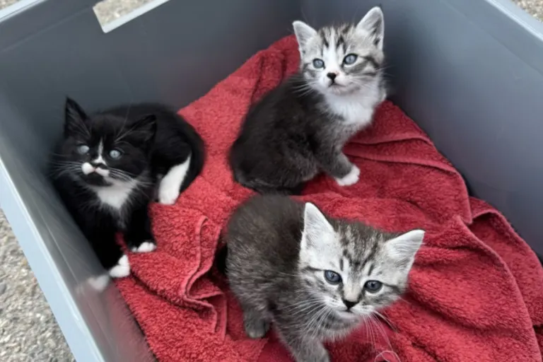 Freiburg im Breisgau – Katzenbabys in Regionalzug ausgesetzt