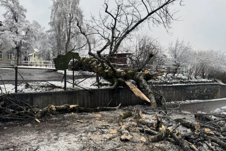St. Gallen – Baum stürzt um und verursacht Schäden