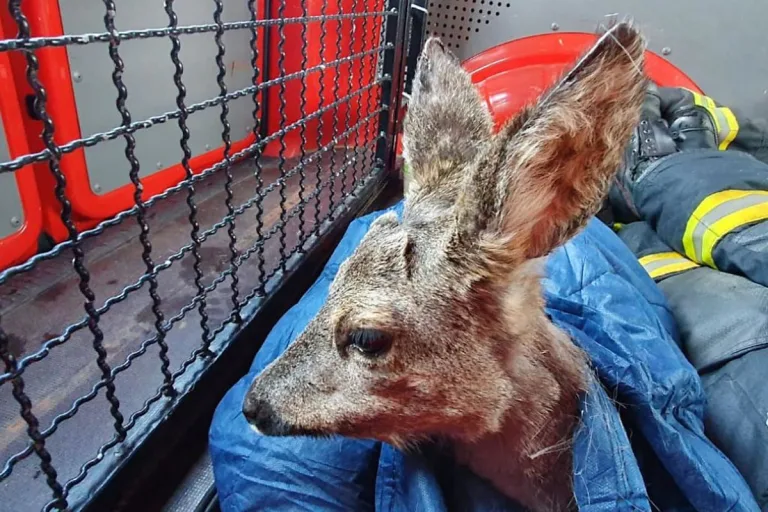Mülheim an der Ruhr – Tierischer Einsatz