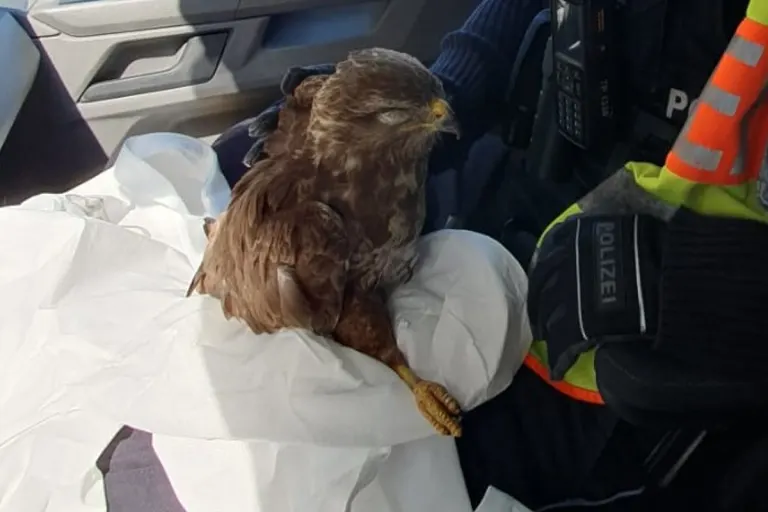 Die Autobahnpolizei rettet verletzten Falken auf der A4 Höhe Gotha