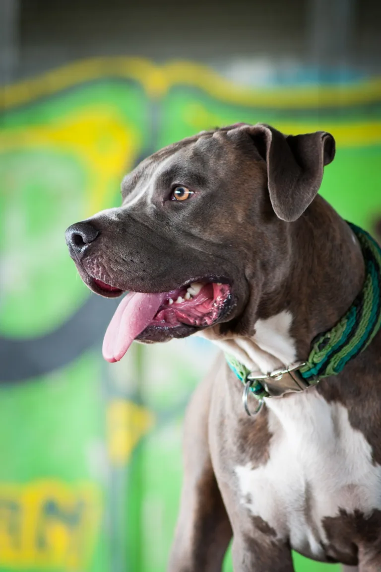 Marburg – Mann ersticht seinen aggressiven Bullterrier