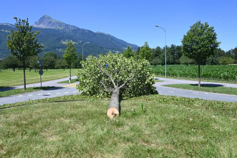 Balzers – Baum widerrechtlich gefällt