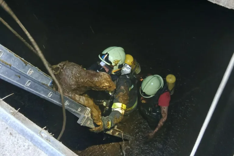 Groisbach – Feuerwehr rettet neugeborene  Kälber aus Güllegrube