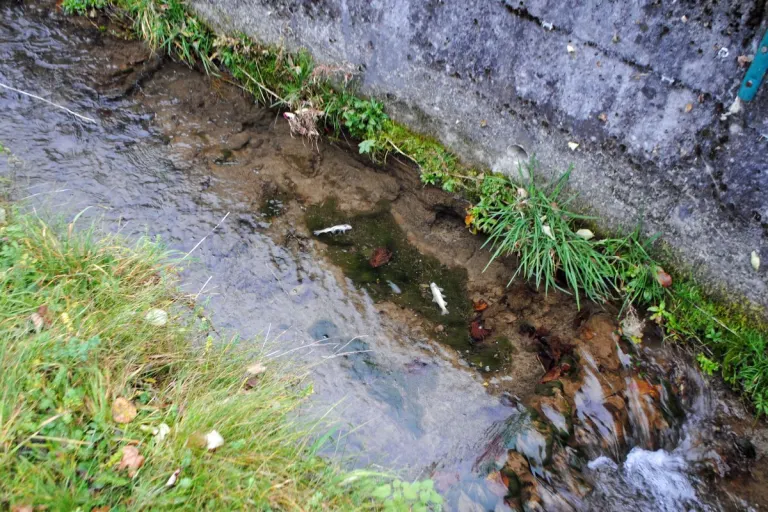 Luzern - Gewässerverschmutzung durch Betonwasser führt zu Fischsterben