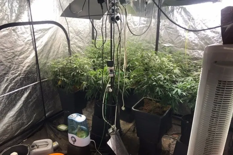 Neustrelitz - Cannabispflanzen beschlagnahmt