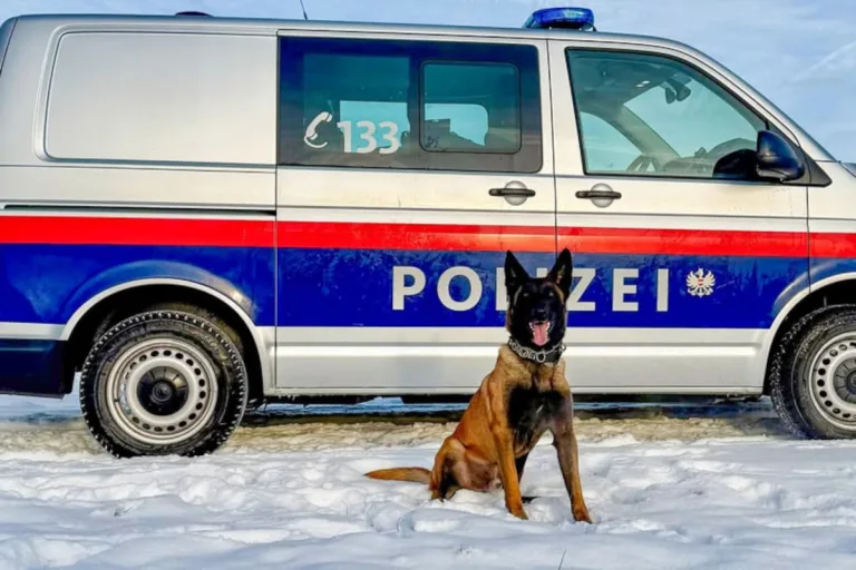 Villach – Polizeihund stellt Einbrecher nach Flucht