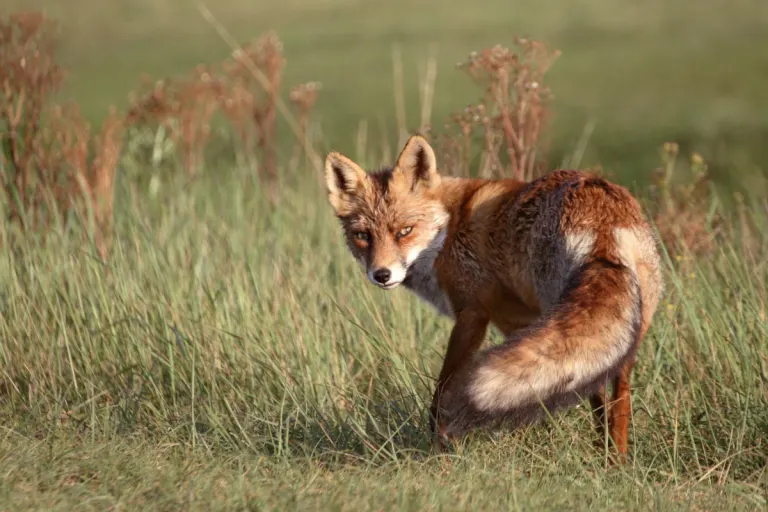 Wien – Fuchs versteckt Geldbörse und Handy in seinem Bau