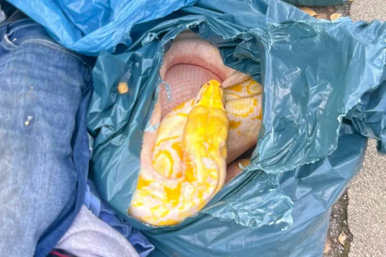 Welver NW – Tote Schlange neben Altkleidercontainer entdeckt
