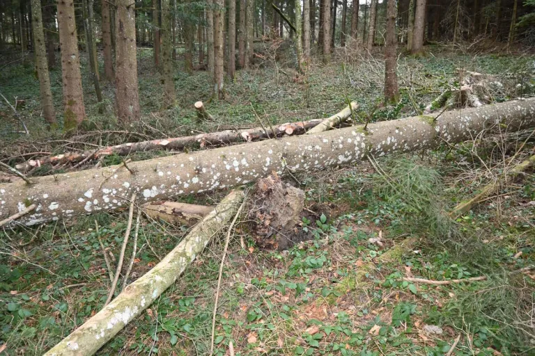 Engelburg SG - Förster von Baum erschlagen