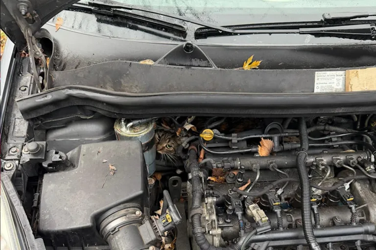 Augsburg BY – Katze steckt fest – Feuerwehr demontiert halben Opel für Tierrettung