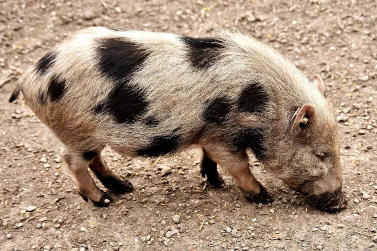 Witzhave – Polizei ermittelt nach grausamem Tierfund