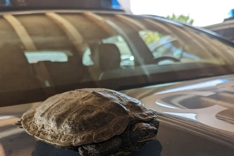 Achern BW - Schildkröte vom Radweg gerettet