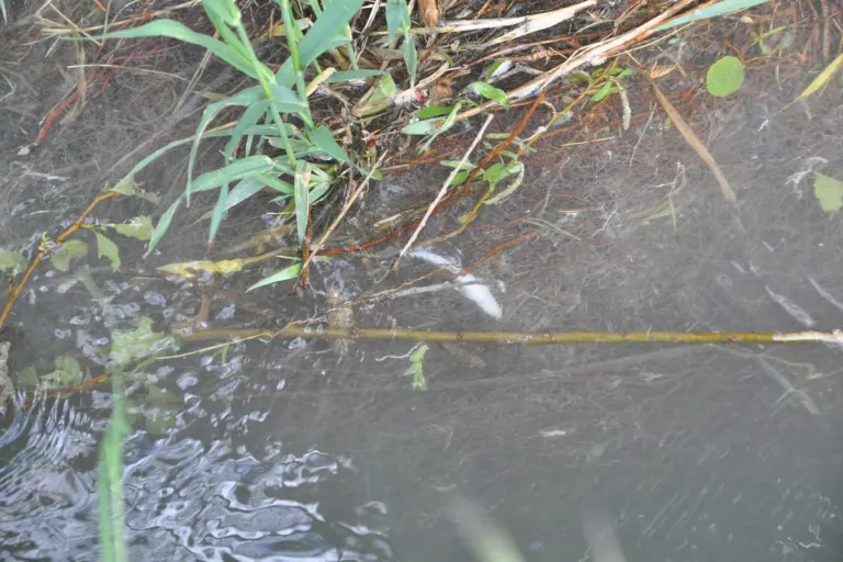 Derendingen SO – Verschmutztes Wasser führt zu Fischsterben