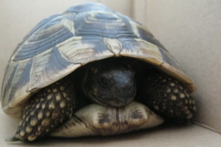 B5 Risum-Lindholm SH – Polizei findet Landschildkröte auf Bundesstraße