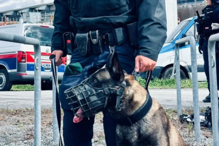 Feldkirch V – Kollege auf vier Pfoten 